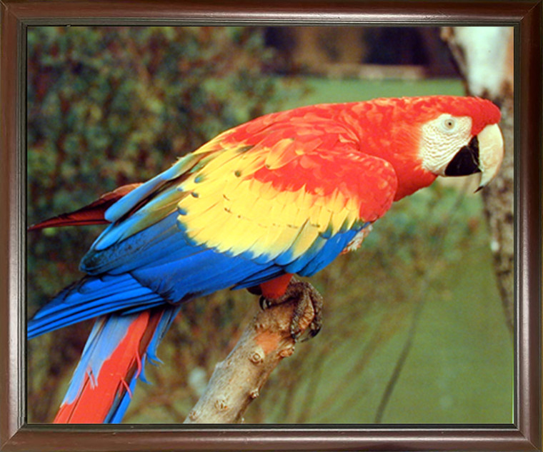 Impact Posters Gallery Red Macaw Parrot Bird Animal Kids Room Wall Decor Mahogany Black Framed Art Print Picture (20x24)
