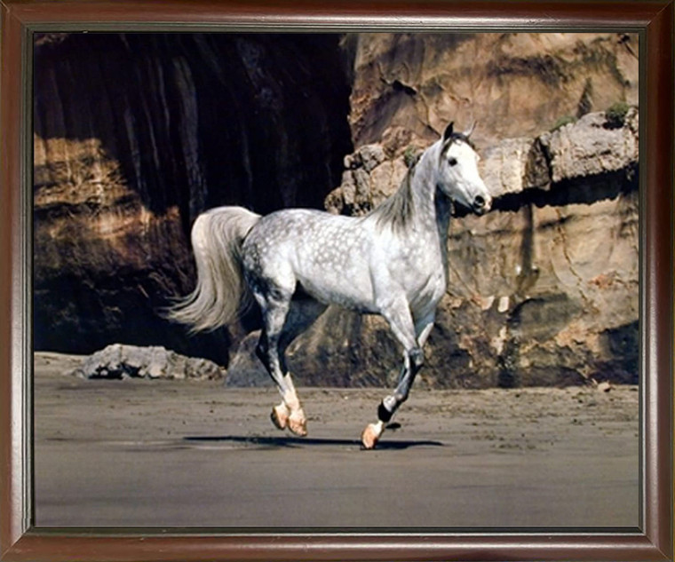 Framed Wall Decor White Horse Running on Beach Mahogany Black Art Print (20x24)