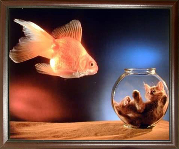 Impact Posters Gallery Goldfish and Cute Cat Kitten in a Fishbowl Animal Kids Room Mahogany Art Print Framed Wall Decor Picture