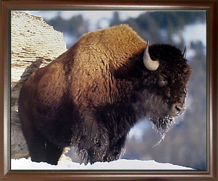 American Animal Framed Wall Living Room Decor Bison I Wildlife Mahogany Art Print Picture (20x24)