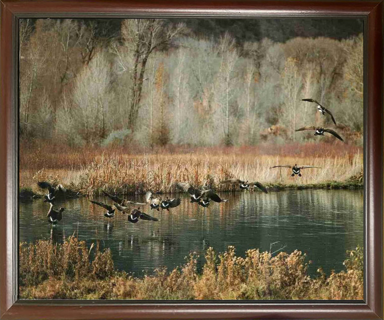 Impact Posters Gallery Canadian Geese on Lake  Wildlife Birds Wall Decor Mahogany Framed Art Print Picture