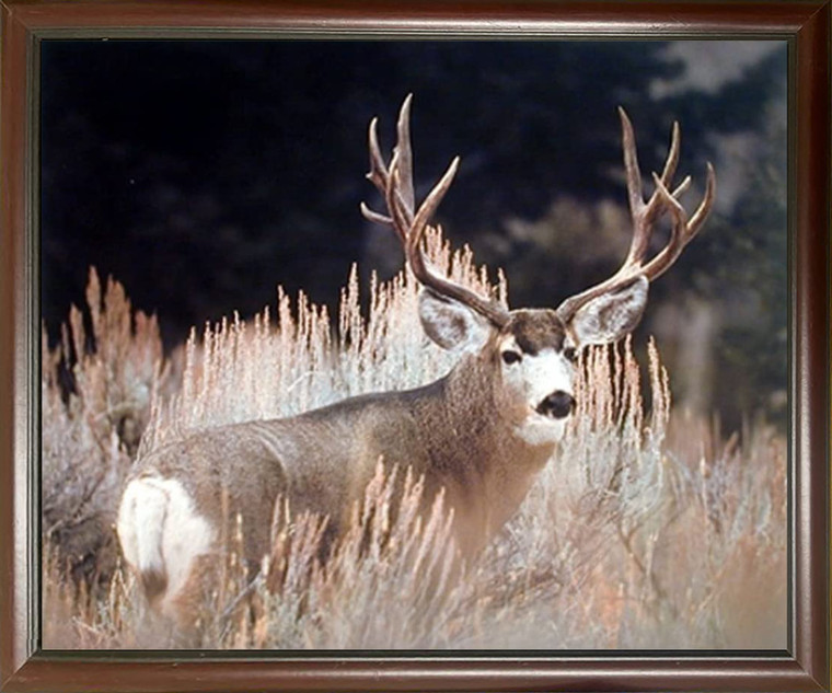 Mule Deer Framed Wall Home Decor Big Antler Rack Wildlife Mahogany Art Print Picture (20x24)