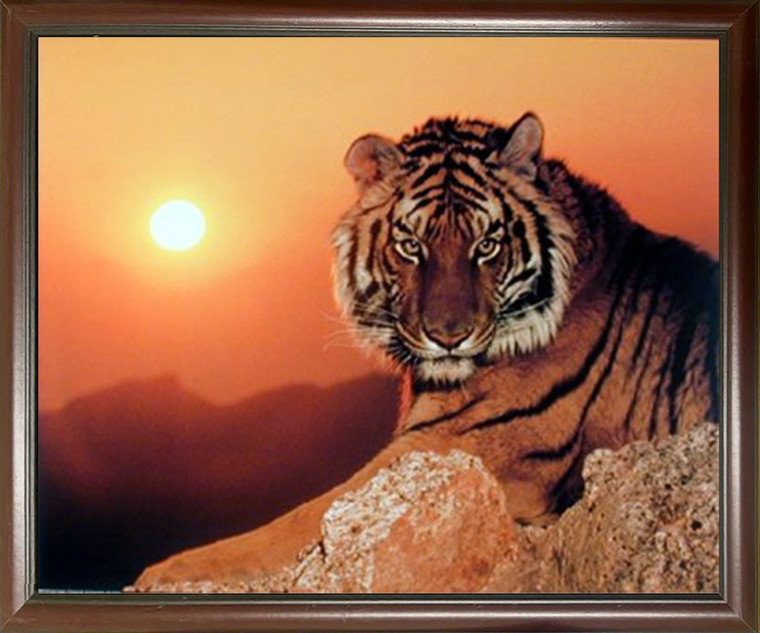 Impact Posters Gallery Animal Wild Tiger Framed Wall Home Decor (Sunset) Wildlife Mahogany Art Print Picture