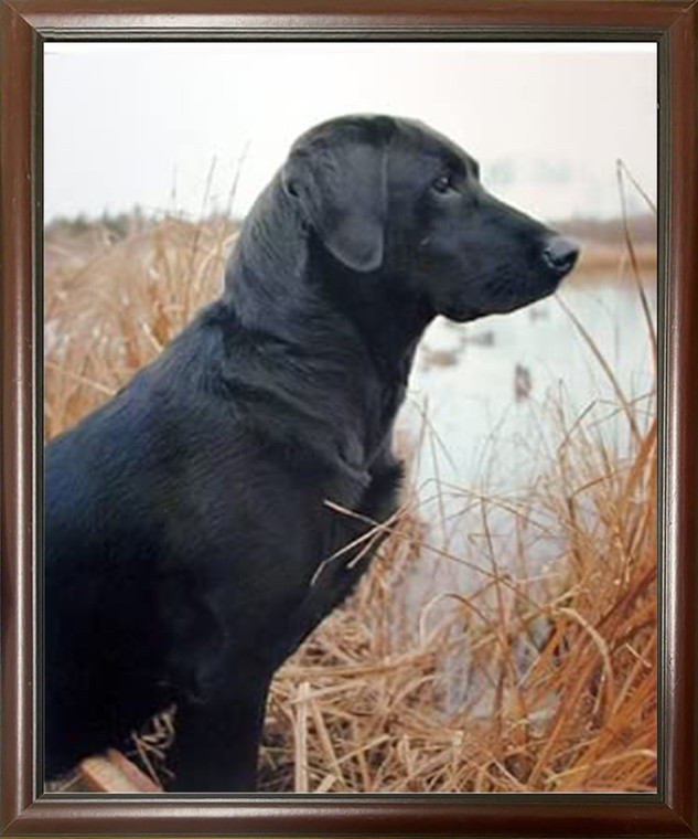 Dog Animal Framed Wall Decoration Hunting Black Labrador Mahogany Art Print Picture (20x24)