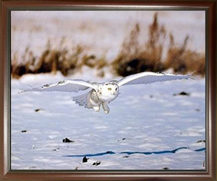 Framed Wall Picture Decor Snow White Owl Bird Wildlife Animal Mahogany Art Print (20x24)
