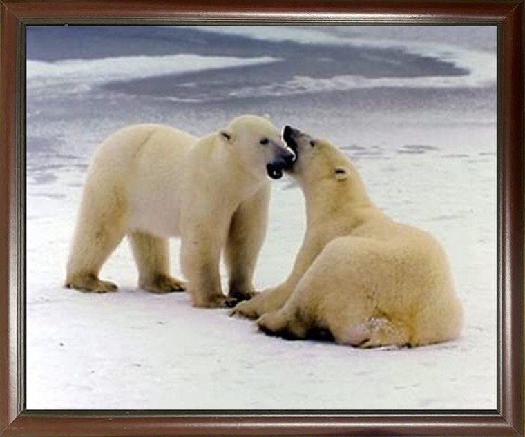 Impact Posters Gallery Pair of Polar Bears Playing in The Snow Animal Mahogany Framed Wall Decor Art Print Picture (20x24)