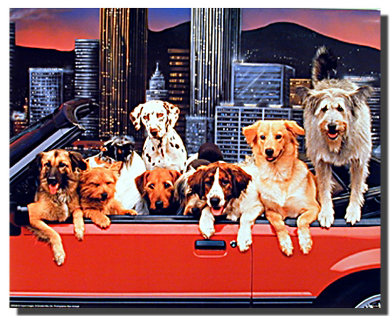 Dogs Poster - Convertible