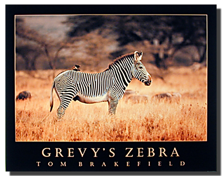 Grevy's Zebra Poster