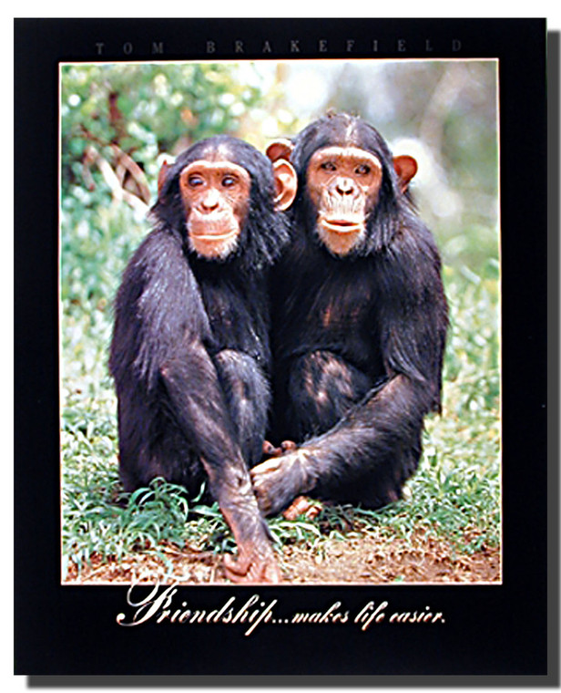 Chimpanzees Poster