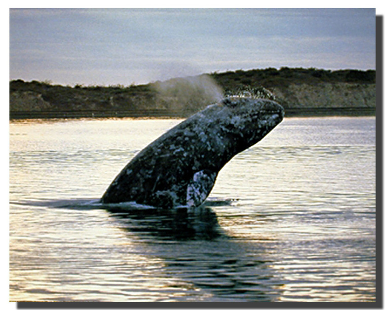 Grey Whale Calf Posters