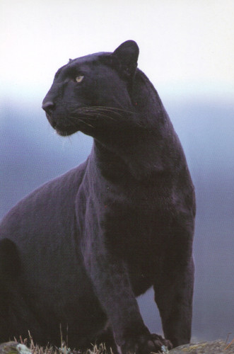 Black_Panther__81105