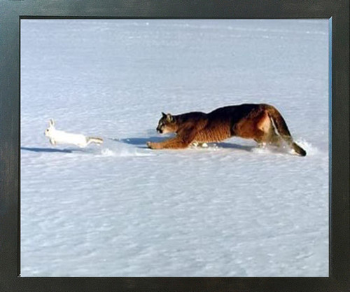 Cougar Chasing Rabbit in Snow Wildlife Animal Espresso Framed Wall ...