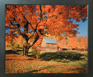 New England Fallen Trees Scenery - Framed Art Print (20x24)