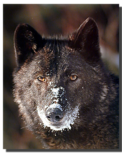 Black Wolf Poster | Animal Posters | Wolf Posters