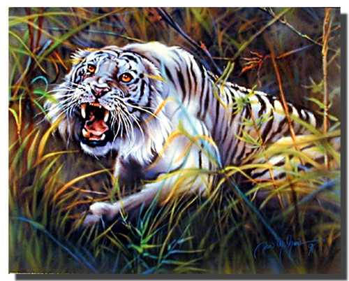 Tiger_Posters__82765.