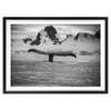  Wall Art's Artic Whale Large 105cm x 81cm Framed A1 Art Print 