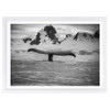  Wall Art's Artic Whale Large 105cm x 81cm Framed A1 Art Print 