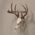 Allen EZ Mount Skull Peg Hook Deer-Size Game Display Black [FC-026509075028]