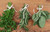 RSVP Cotton Butcher's String with Herbs