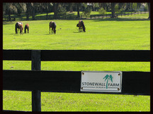 A pigeon and an opossum walk into a sign shop...