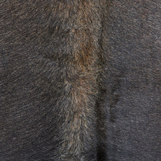 Cowhide Rug DEC23-049 (200cm x 180cm)