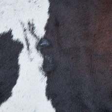 Cowhide Rug DEC23-058 (240cm x 220cm)