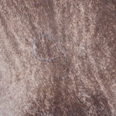 Cowhide Rug JAN25-068 (215cm x 200cm)