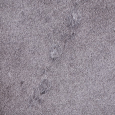 Cowhide Rug JAN25-130 (225cm x 200cm)