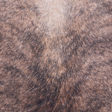 Cowhide Rug FEB25-061 (220cm x 210cm)
