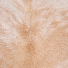 Cowhide Rug FEB25-177 (240cm x 200cm)