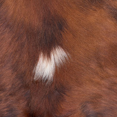 Cowhide Rug DEC25-040 (230cm x 210cm)
