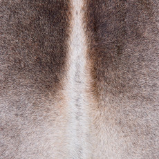 Cowhide Rug FEB26-006 (240cm x 200cm)
