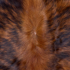 Cowhide Rug FEB26-102 (210cm x 200cm)