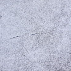 Cowhide Rug AUG26-006 (210cm x 170cm)