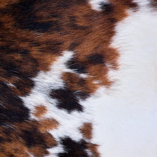 Cowhide Rug AUG26-010 (200cm x 190cm)