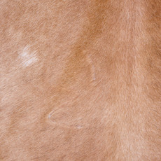Cowhide Rug AUG26-018 (230cm x 220cm)