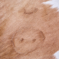 Cowhide Rug AUG26-018 (230cm x 220cm)