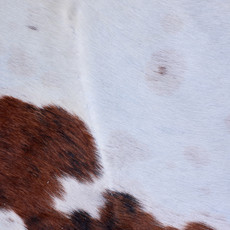 Cowhide Rug AUG26-056 (190cm x 160cm)