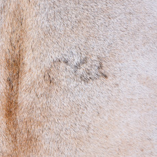 Cowhide Rug AUG26-071 (220cm x 190cm)