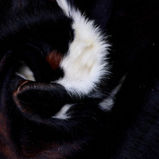 Cowhide Rug AUG26-100 (200cm x 200cm)