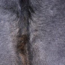 Cowhide Rug AUG26-108 (180cm x 170cm)