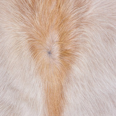 Cowhide Rug AUG26-110 (220cm x 200cm)