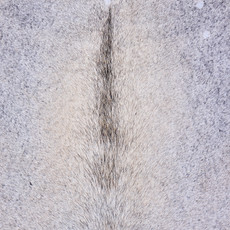 Cowhide Rug AUG26-119 (210cm x 180cm)