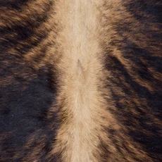 Starburst Brindle Cowhide Rug NOV26-054 (220cm x 200cm)