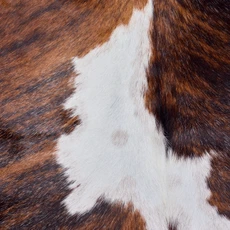 Deep Brown And Cream Cowhide Rug NOV26-203 (220cm x 200cm)