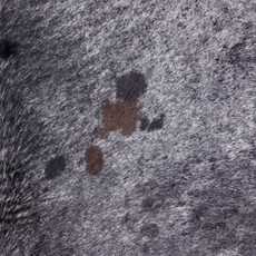 Grey And White Cowhide Rug NOV26-206 (240cm x 220cm)