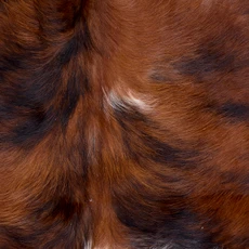 Brown And White Cowhide Rug NOV26-215 (180cm x 160cm)