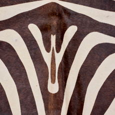 Brown And Cream Zebra Cowhide Rug NOV26-236 (230cm x 180cm)