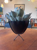 Faux Agave Plant in Mini Bullet Planter by Hip Haven