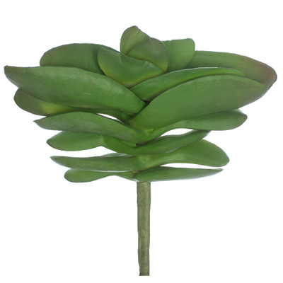 Faux Jade Plant